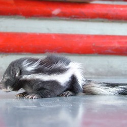 Skunk Baby skunkie Mephitidae Mofeta