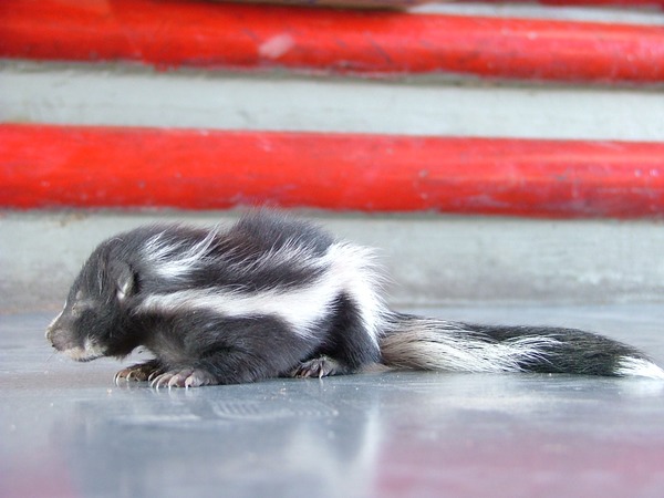 Skunk Baby skunkie Mephitidae Mofeta