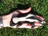 Skunk Baby_skunk Mephitidae Mofeta
