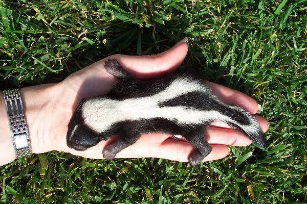 Skunk Baby_skunk Mephitidae Mofeta