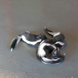 Skunk Baby_skunksMephitidae Mofeta