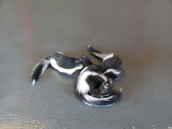 Skunk Baby_skunksMephitidae Mofeta