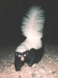 Skunk Hognosed skunk Mephitidae Mofeta