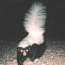 Skunk Hognosed skunk Mephitidae Mofeta