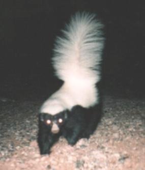 Skunk Hognosed skunk Mephitidae Mofeta