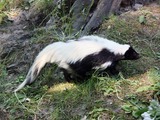 Skunk Hooded Skunk (Gelsenkirchen) Mephitidae Mofeta