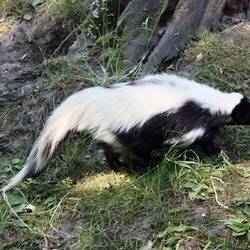 Skunk Hooded Skunk (Gelsenkirchen) Mephitidae Mofeta