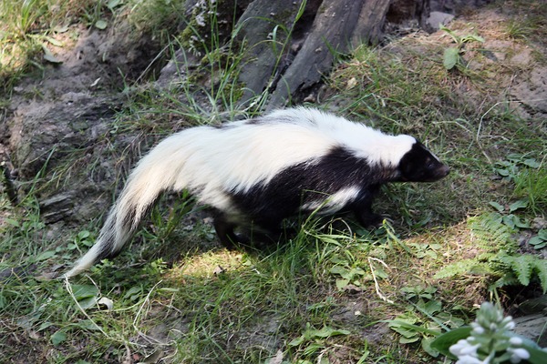 Skunk Hooded Skunk (Gelsenkirchen) Mephitidae Mofeta