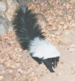 Skunk Photo Gallery