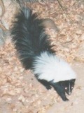Skunk Hooded skunk Mephitidae Mofeta