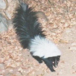 Skunk Hooded skunk Mephitidae Mofeta