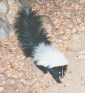 Skunk Hooded skunk Mephitidae Mofeta