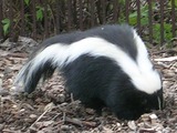 Skunk Skunk Mephitidae Mofeta