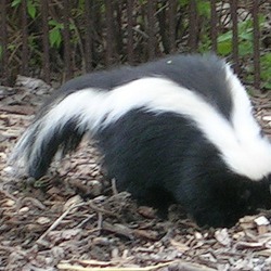 Skunk Skunk Mephitidae Mofeta