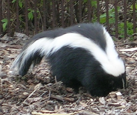 Skunk Skunk Mephitidae Mofeta