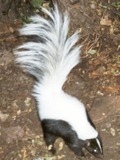 Skunk Skunk hooded Mephitidae Mofeta