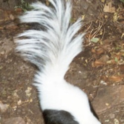 Skunk Skunk hooded Mephitidae Mofeta