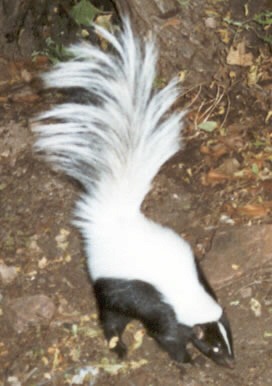 Skunk Skunk hooded Mephitidae Mofeta