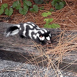 Skunk Spilogale putorius spotted  Mephitidae Mofeta