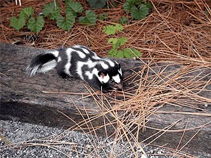 Skunk Spilogale putorius spotted  Mephitidae Mofeta