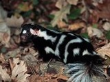 Skunk Spilogale putorius spotted Mephitidae Mofeta