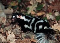 Skunk Spilogale putorius spotted Mephitidae Mofeta