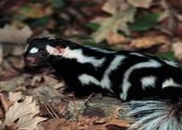 Skunk Spilogale putorius spotted Mephitidae Mofeta