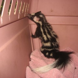 Skunk Spotted skunk Mephitidae Mofeta