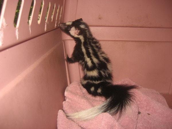 Skunk Spotted skunk Mephitidae Mofeta