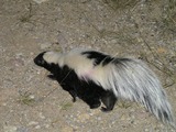 Skunk Striped Skunk Mephitidae Mofeta (2)