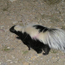 Skunk Striped Skunk Mephitidae Mofeta (2)