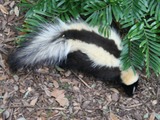 Skunk Striped skunk Florida Mephitidae Mofeta