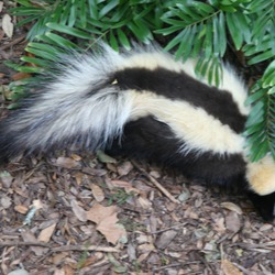 Skunk Striped skunk Florida Mephitidae Mofeta