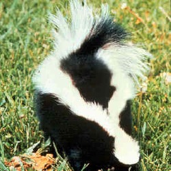 Skunk Striped skunk Mephitidae Mofeta