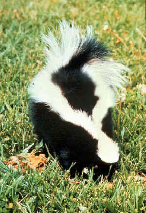 Skunk Striped skunk Mephitidae Mofeta