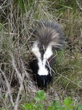 Skunk Striped skunk Pepe Mephitidae Mofeta