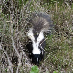 Skunk Striped skunk Pepe Mephitidae Mofeta