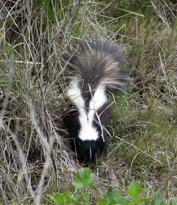 Skunk Striped skunk Pepe Mephitidae Mofeta