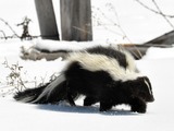 Skunk Striped_ Skunk (Mephitis_mephitis)  Mephitidae Mofeta