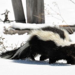 Skunk Striped_ Skunk (Mephitis_mephitis)  Mephitidae Mofeta