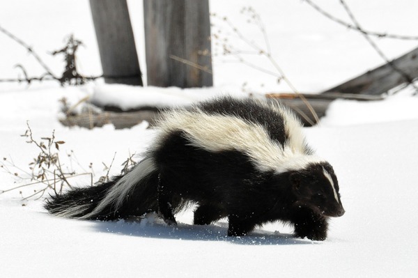 Skunk Striped_ Skunk (Mephitis_mephitis)  Mephitidae Mofeta