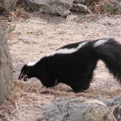 Skunk Striped_Skunk  Mephitidae Mofeta