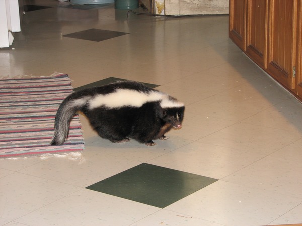 Skunk Striped_skunk Mephitidae Mofeta