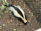 Skunk Striped_skunk_Florida_2 Mephitidae Mofeta