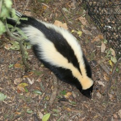 Skunk Striped_skunk_Florida_2 Mephitidae Mofeta