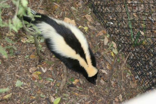 Skunk Striped_skunk_Florida_2 Mephitidae Mofeta