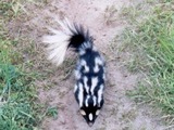 Skunk Western spotted skunk Mephitidae Mofeta