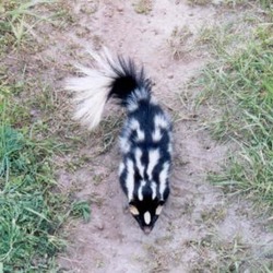 Skunk Western spotted skunk Mephitidae Mofeta