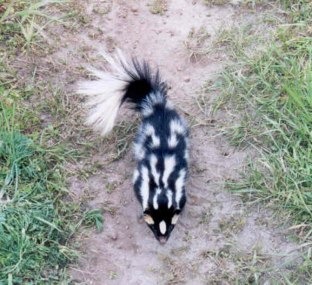 Skunk Western spotted skunk Mephitidae Mofeta
