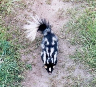 Skunk Western spotted skunk Mephitidae Mofeta